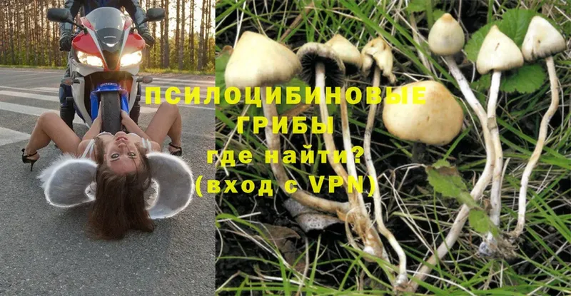 где купить наркоту  Макушино  Псилоцибиновые грибы MAGIC MUSHROOMS 